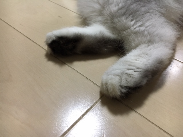 ペルシャ猫にはキツイ暑さが続いてるからセルフカットしてみた ふわふわ綿菓子 ペルシャ猫といっしょ